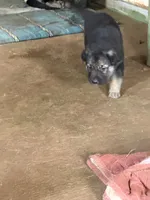 Ghost, a male German Shepherd Dog for sale in Woodland, AL – 4 of 6