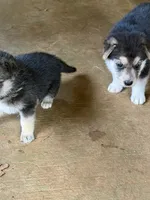 Ghost, a male German Shepherd Dog for sale in Woodland, AL – 2 of 6