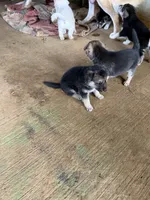 Ghost, a male German Shepherd Dog for sale in Woodland, AL – 5 of 6