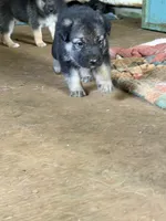Ghost, a male German Shepherd Dog for sale in Woodland, AL – 1 of 6