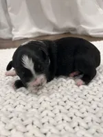 Black-Tri Aussie #2, a male Australian Shepherd for sale in Mundelein, IL – Photo 1 of 3