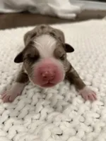 Red Merle Aussie, a female Australian Shepherd for sale in Mundelein, IL – Photo 2 of 3