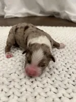 Red Merle Aussie, a female Australian Shepherd for sale in Mundelein, IL – Photo 1 of 3