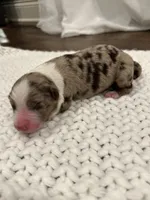 Red Merle Aussie, a female Australian Shepherd for sale in Mundelein, IL – Photo 3 of 3