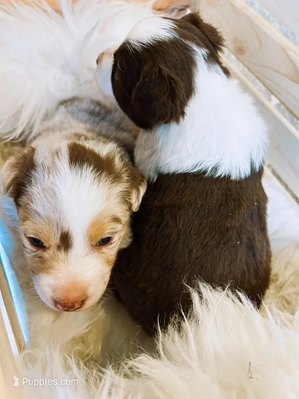 Red Merle Aussie – Australian Shepherd puppy for sale in Mundelein, IL