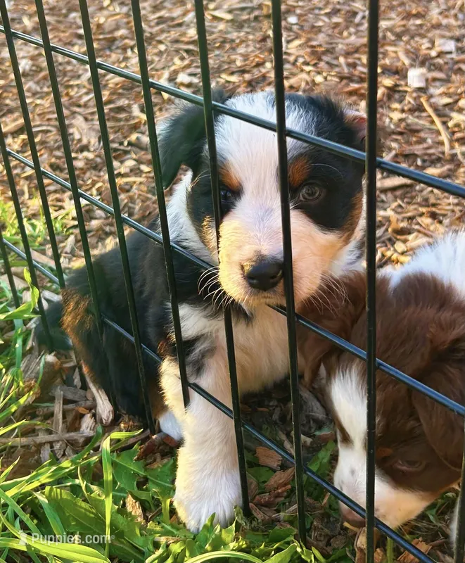 Black-Tri Aussie – Australian Shepherd puppy for sale in Mundelein, IL