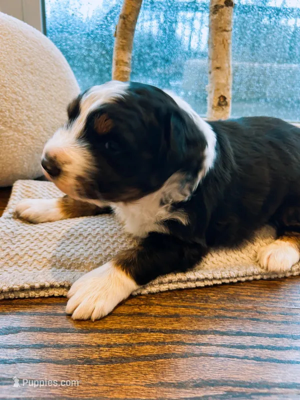 Black-Tri Aussie – Australian Shepherd puppy for sale in Mundelein, IL