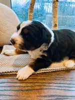 Black-Tri Aussie, a male Australian Shepherd for sale in Mundelein, IL – Photo 1 of 2