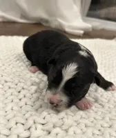 Black-Tri Aussie #2, a male Australian Shepherd for sale in Mundelein, IL – Photo 3 of 3