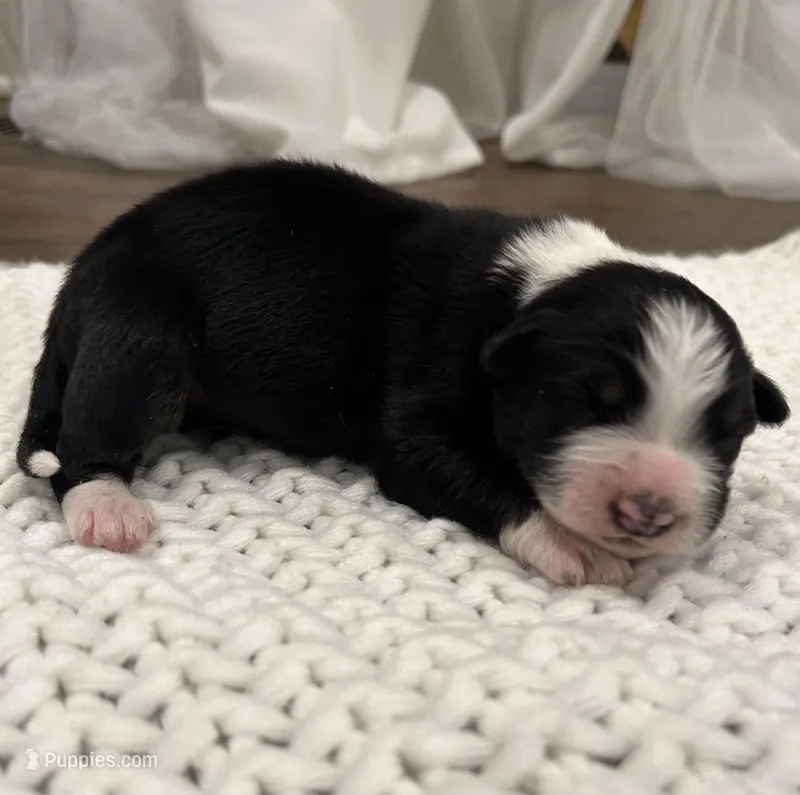 Black-Tri Aussie #1 – Australian Shepherd puppy for sale in Mundelein, IL