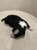 Black-Tri Aussie #1, a male Australian Shepherd for sale in Mundelein, IL – Photo 3 of 3