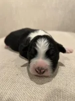 Black-Tri Aussie #1, a male Australian Shepherd for sale in Mundelein, IL – Photo 2 of 3