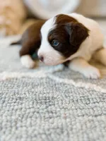 Red Tri Aussie, a female Australian Shepherd for sale in Mundelein, IL – Photo 2 of 4