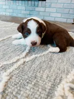 Red Tri Aussie, a female Australian Shepherd for sale in Mundelein, IL – Photo 4 of 4