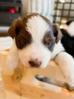 Red Tri Aussie, a female Australian Shepherd for sale in Mundelein, IL – Photo 3 of 4