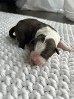 Red Tri Aussie, a female Australian Shepherd for sale in Mundelein, IL – Photo 3 of 3