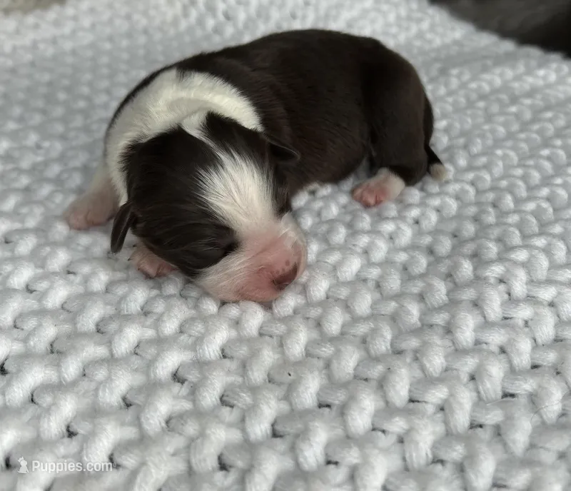 Red Tri Aussie – Australian Shepherd puppy for sale in Mundelein, IL