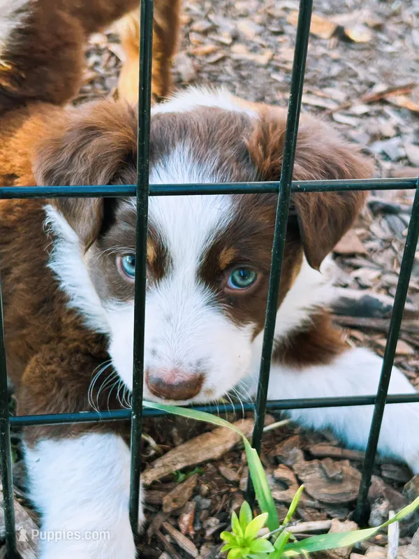 Red Tri Aussie – Australian Shepherd puppy for sale in Mundelein, IL