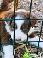 Red Tri Aussie, a female Australian Shepherd for sale in Mundelein, IL – Photo 1 of 4
