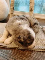 Blue Merle Aussie, a female Australian Shepherd for sale in Mundelein, IL – Photo 2 of 3
