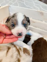 Blue Merle Aussie, a female Australian Shepherd for sale in Mundelein, IL – Photo 3 of 3
