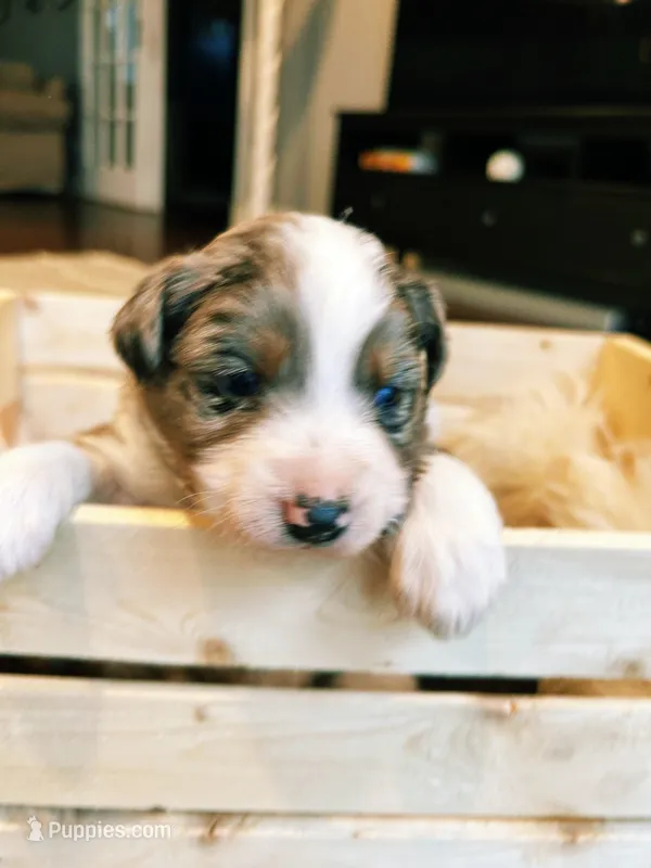 Blue Merle Aussie – Australian Shepherd puppy for sale in Mundelein, IL