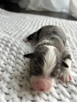 Blue Merle Aussie, a female Australian Shepherd for sale in Mundelein, IL – Photo 2 of 2