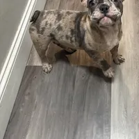 Nyla, a female French Bulldog for sale in Mastic, NY – Photo 1 of 2