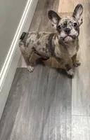 processed/fb0600b2-e9a5-47f8-9f51-5af2daf00d5a/listing/18a9af4f-9c32-44b8-ab32-5921ae869766/11e64720-cfa1-4de2-97c0-438230f1a980