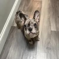 Nyla, a female French Bulldog for sale in Mastic, NY – Photo 2 of 2