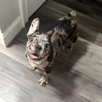 Winter , a female French Bulldog for sale in Mastic, NY – Photo 3 of 3