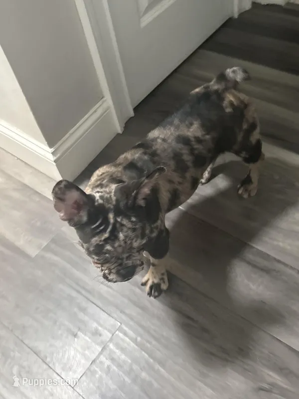 Winter , a female French Bulldog for sale in Mastic, NY – Photo 1 of 3