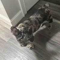 Winter , a female French Bulldog for sale in Mastic, NY – Photo 1 of 3