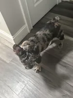 Winter , a female French Bulldog for sale in Mastic, NY – Photo 1 of 3