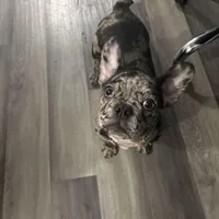 Winter , a female French Bulldog for sale in Mastic, NY – Photo 2 of 3