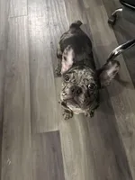 Winter , a female French Bulldog for sale in Mastic, NY – Photo 2 of 3