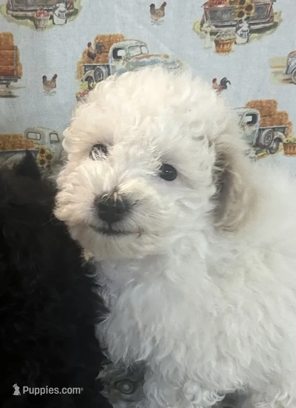 Luna – Maltipoo puppy for sale in Snohomish, WA