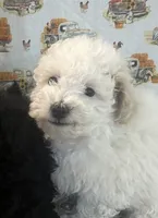 Luna, a female Maltipoo for sale in Snohomish, WA – 1 of 1