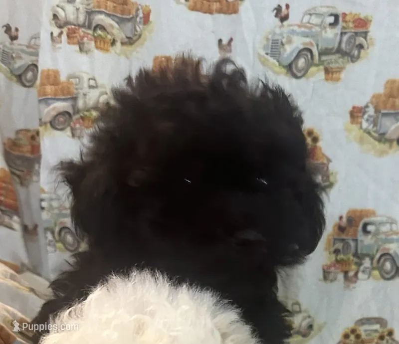 Roxi – Maltipoo puppy for sale in Snohomish, WA