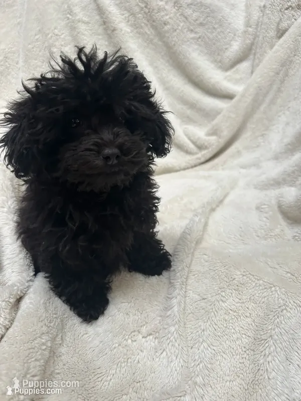 Roxi – Maltipoo puppy for sale in Snohomish, WA