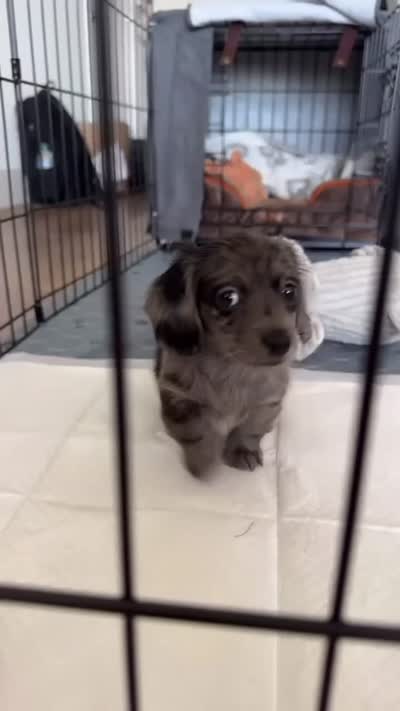 Duncan , a male Miniature Dachshund for sale in San Diego, CA – 2 of 3