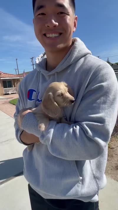 Camper, a male Miniature Dachshund for sale in San Diego, CA – 3 of 3