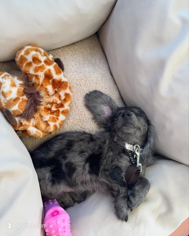 Duncan  – Miniature Dachshund puppy for sale in San Diego, CA