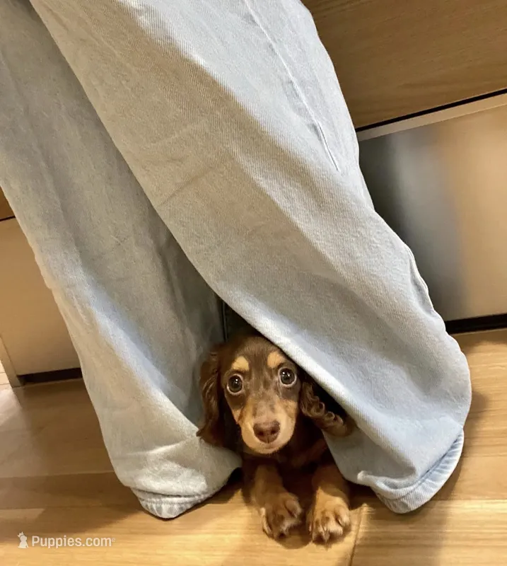 Luna  – Miniature Dachshund puppy for sale in San Diego, CA