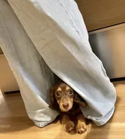 Luna , a female Miniature Dachshund for sale in San Diego, CA – 1 of 3