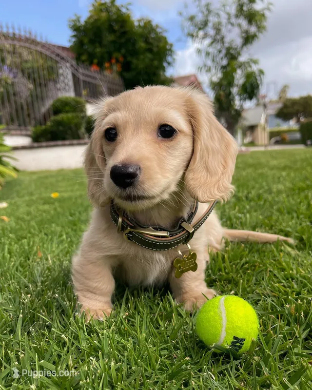 Camper – Miniature Dachshund puppy for sale in San Diego, CA