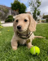 Camper, a male Miniature Dachshund for sale in San Diego, CA – 1 of 3
