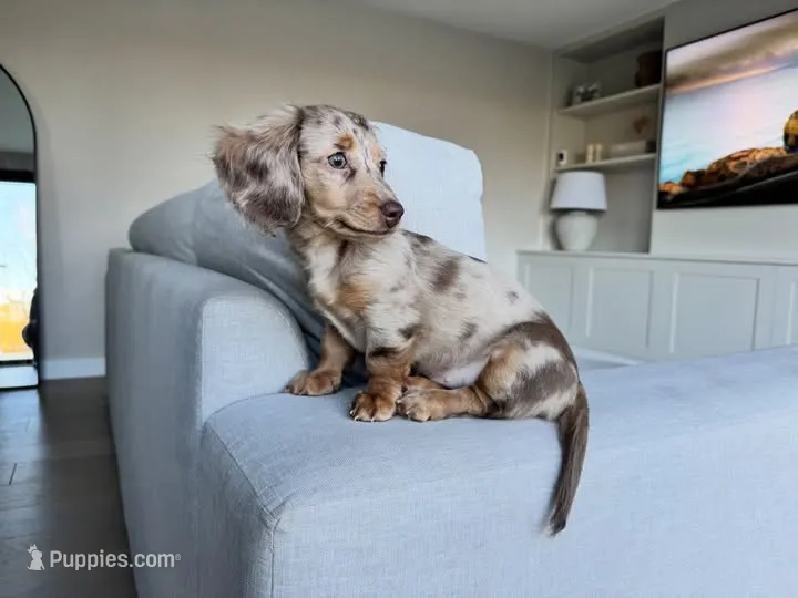 Bella  – Miniature Dachshund puppy for sale in San Diego, CA