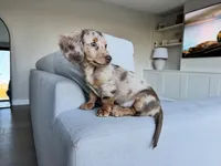 Bella , a female Miniature Dachshund for sale in San Diego, CA – 1 of 3