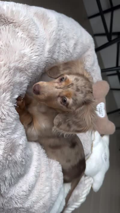 Bella , a female Miniature Dachshund for sale in San Diego, CA – 3 of 3